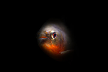 Piranha Fish. Dark water background.  