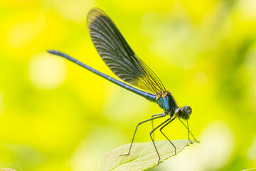 Ethereal Elegance: Dragonfly Alights on a Leaf