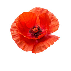 Naklejka premium Red poppy flower isolated on transparent background