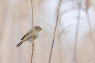 The common chiffchaff (Phylloscopus collybita), little bird   found in a variety of wooded and scrubby habitats.