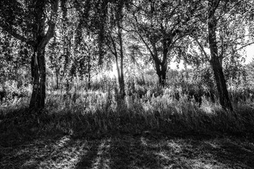 cienie w lesie na fotografii czarno-białej