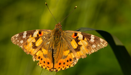 Grassland Gem: Vanessa Cardui Butterfly Resting Amidst Grass