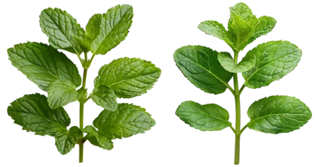 Poster Medicinal plants peppermint on a transparent background © Shahjahangdb