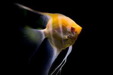 Angelfish. Fish photographed close-up. Nature background.