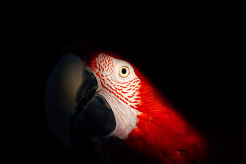 Scarlet makav. Parrot portrait. Dark background.
