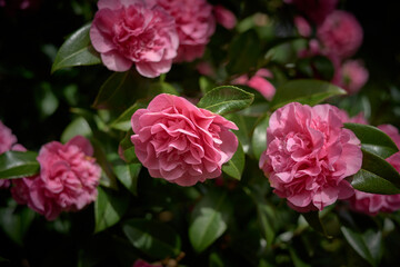 pink rose bush