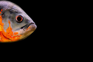 One of the most famous fish in aquariums. Astronotus ocellatus. Black background. (Oscar Cichlid)