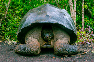Tortuga gigante de las Galápagos de frente escondida en su caparazón - obrazy, fototapety, plakaty