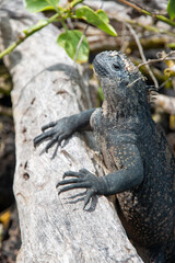 Iguana marina de galapagos apoyada en un tronco