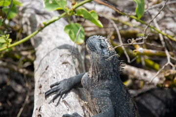 Iguana marina de galapagos  apoyada en un tronco