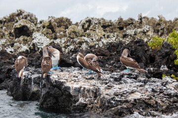 Piquero de patas azules (Sula nebouxii) en grupo sobre roca volcánica 