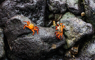 Close-up de cangrejo rojo y azul turquesa sobre roca negra 