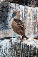 Piquero de patas azules (Sula nebouxii) de espaldas sobre una roca