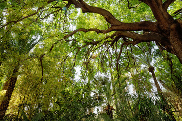 Majorelle Garden, Marrakech, Morocco.