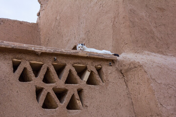 Image of a cat sleeping on the roof of an adobe house in Yazd, Iran. - obrazy, fototapety, plakaty