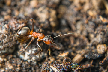 Close-up of a weakly bristled mountain forest ant crawling on the ground over soil and small stones, Germany
