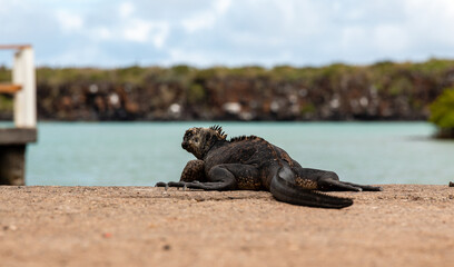 Iguana marina de galapagos de espaldas en el borde de un embarcadero