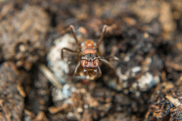 Close-up of a weakly bristled mountain forest ant crawling on the ground over soil and small stones, Germany