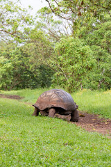 Tortuga gigante de las Galápagos caminando