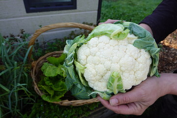 man holding freshly harvested cauliflower. autumn crops from the vegetable garden