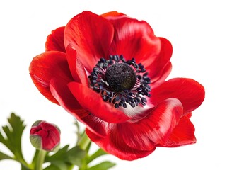 Radiant Bloom: Capture the ethereal beauty of the red anemone flower in full bloom, highlighting the artistry of nature