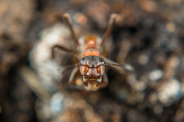 Close-up of a weakly bristled mountain forest ant crawling on the ground over soil and small stones, Germany