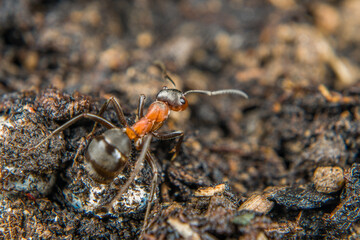 Close-up of a weakly bristled mountain forest ant crawling on the ground over soil and small stones, Germany