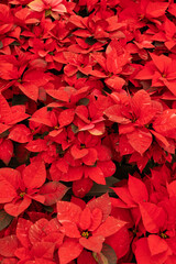 Many Red Freedom Jingle Bells Poinsettia Flower, With Star-shaped Red Leaves, Christmas Eve Flower, Flor De Nochebuena. Tropical Shrub. Horizontal Plane, Closeup. National Poinsettia Day Celebration.