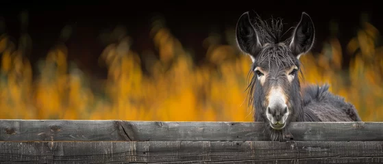 Foto op Plexiglas   A donkey peers beyond a wooden fence, amidst a hazy backdrop of green and yellow grass and trees © Jevjenijs