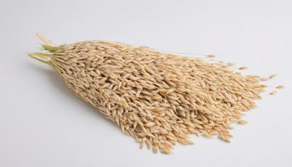 ear of paddy rice dry isolated on white background