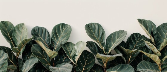   A white wall serves as the background for a close-up of a green leafy plant - obrazy, fototapety, plakaty