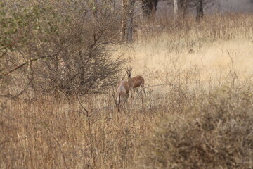 Naklejka na ściany i meble Chinkara or Indian gazelle at ranthambore national park, India