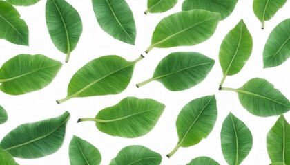 Fototapeta na wymiar Green leaves pattern,leaf banana isolated on white background
