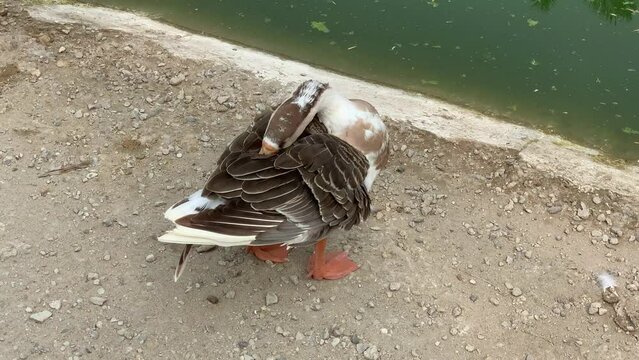 Domestic goose in the DG.Khan Zoo. Footage of a Domestic Goose. White and brown domestic farm goose cleaning feathers. Domesticated farm bird, slow motion. Goose is cleaning their feathers.