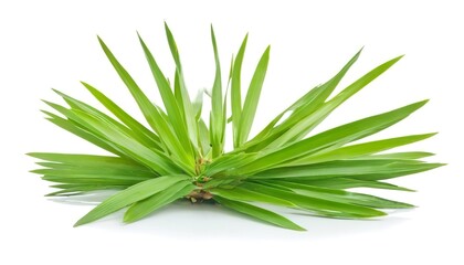 leaf Pandan isolated on white background