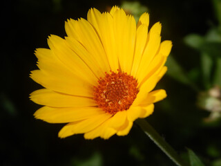 A Symphony of Petals: Close-Up Floral Collection