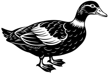 Muscovy-duck-vector-illustration
