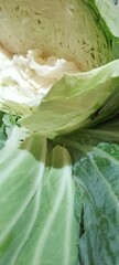 Closeup photo of the inside of a large green crispy Cabbage head that has been sliced open in half