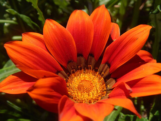 A Symphony of Petals: Close-Up Floral Collection