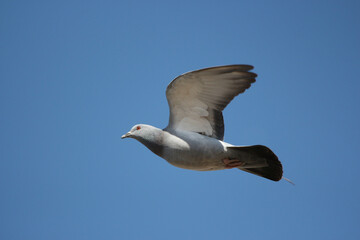 dove flying in blue sky