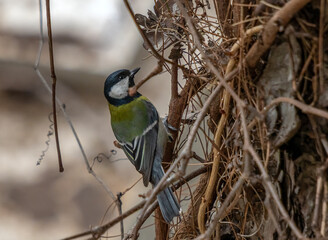 Fototapeta premium Tit bird perched on tree trunk
