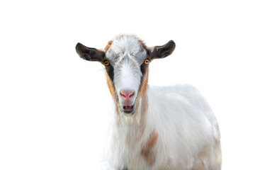White goat with brown ears isolated on white background. Funny animal.