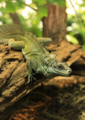 A wild lizard sits on a tree trunk in a tropical forest.
