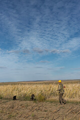 Mature man hunter with gun while walking on field with your dogs