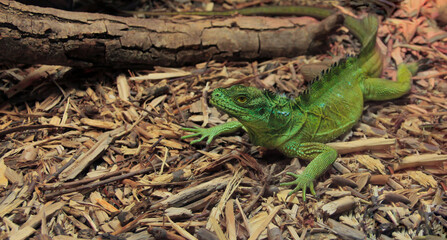 A green lizard crawls on the ground in a tropical forest.