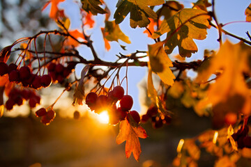 Red hawthorn berries on a bush. Sunset.