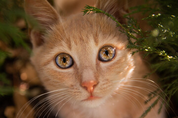 A playful kitten is hiding in the bushes.