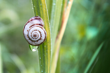A snail on the grass after the rain.