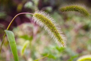 Fluffy ears of corn on a summer meadow.