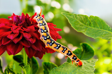 A bright caterpillar of a hawk moth in the wild.